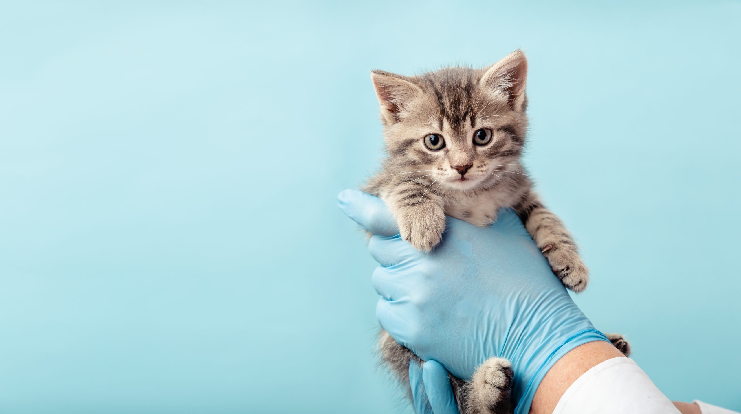 produits-veterinaires-pharmacie-de-bournezeau